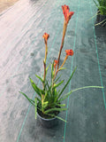 Anigozanthos 'Bush Tango' (Orange Kangaroo Paw)