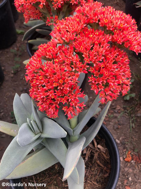 crassula falcata succulent Crassula falcata (Airplane Plant)