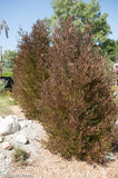 Dodonaea viscosa 'Purpurea' (Purple Hopseed Bush)