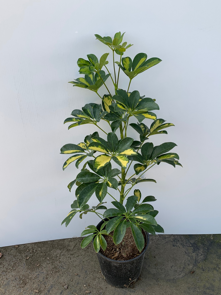 schefflera house plant Schefflera arboricola 'Variegata' (Variegated Dwarf Umbrella Tree) – Ricardo's Nursery