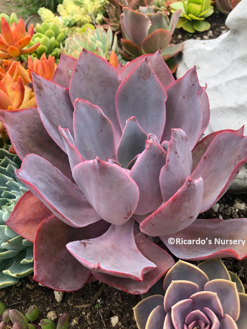 afterglow succulent Echeveria 'Afterglow' – Ricardo's Nursery