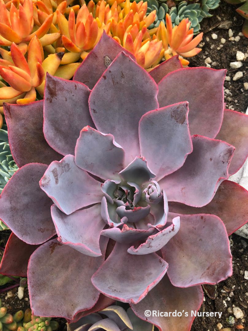 echeveria afterglow succulent plant Echeveria 'Afterglow' – Ricardo's Nursery