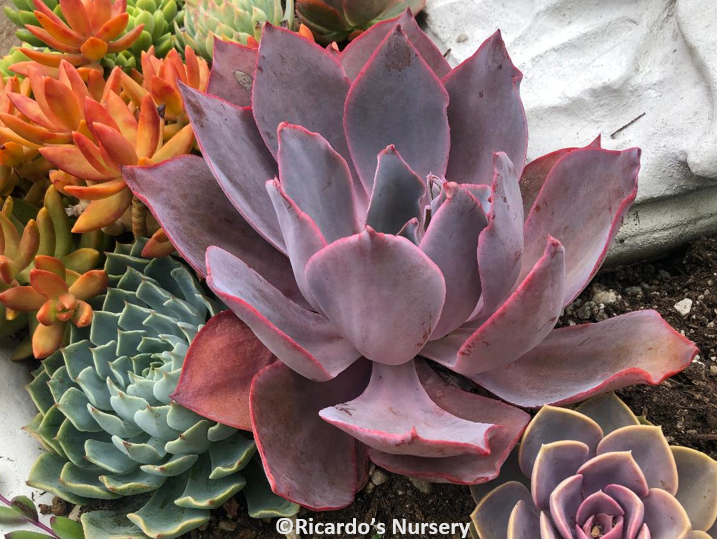 afterglow succulent care Echeveria 'Afterglow'