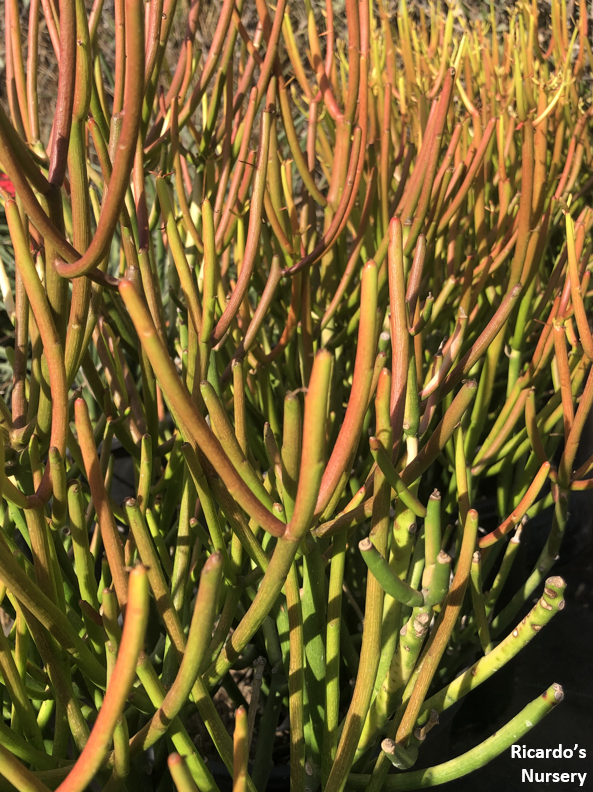 red stick succulent Euphorbia tirucalli 'Sticks on Fire' (Red Pencil Tree) – Ricardo's Nursery