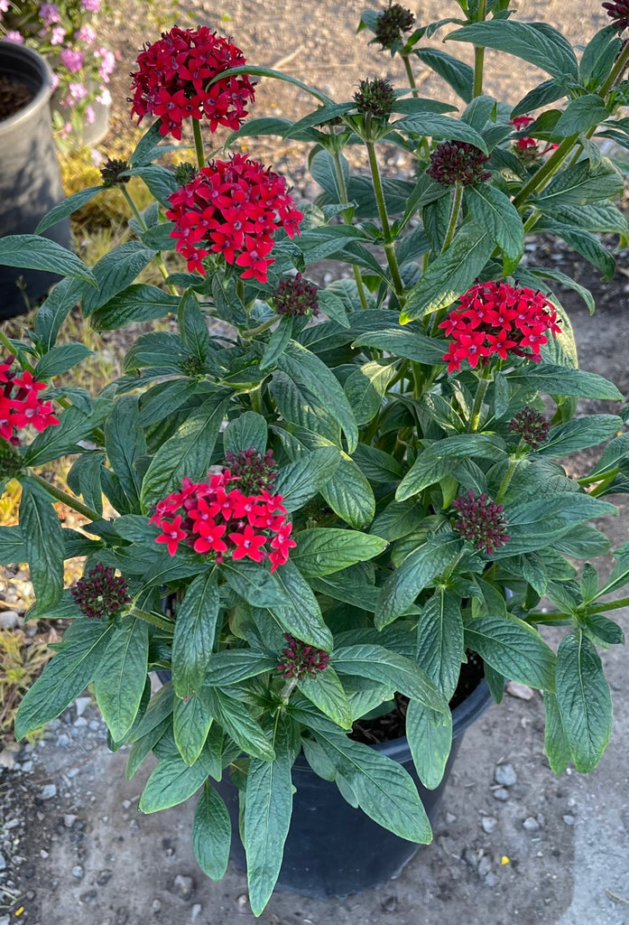 pentas plant seeds Pentas lanceolata 'Red' (Red Egyptian Star) – Ricardo's Nursery