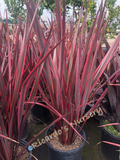 Phormium 'Guardsman' (New Zealand Flax)