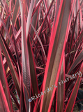 Phormium 'Guardsman' (New Zealand Flax)
