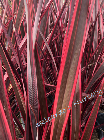 Phormium 'Guardsman' (New Zealand Flax)