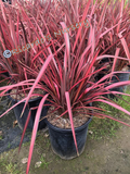 Phormium 'Rainbow Warrior' (New Zealand Flax)