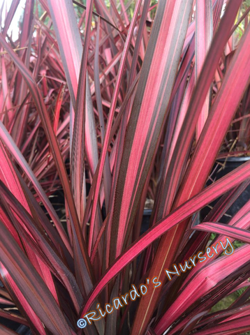 Phormium 'Rainbow Warrior' (New Zealand Flax)