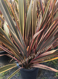 Phormium 'Sundowner' (New Zealand Flax)