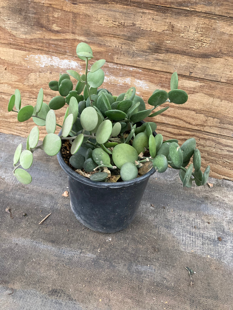 silver dollar succulent vine Xerosicyos danguyi (Silver Dollar Vine)
