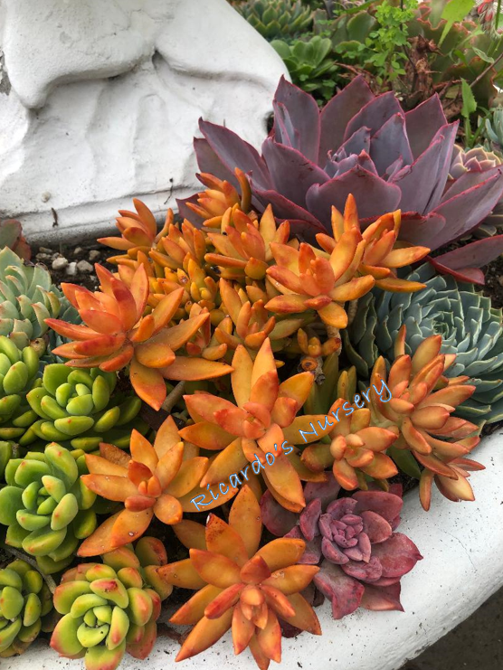 coppertone stonecrop succulent Sedum nussbaumerianum (Coppertone Stonecrop) – Ricardo's Nursery