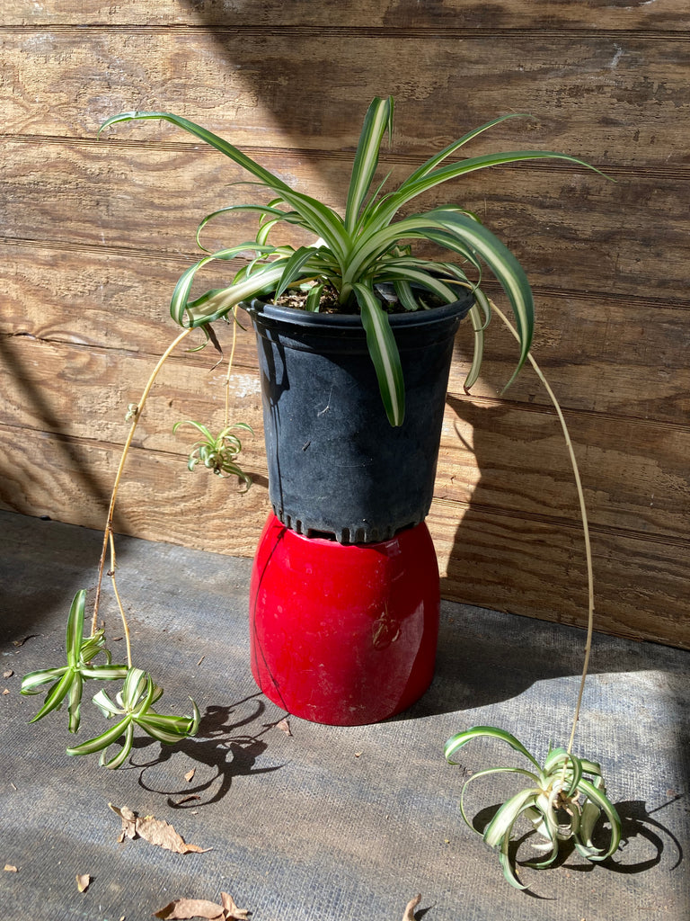 spider plant price in nursery Chlorophytum comosum (Spider Plant) – Ricardo's Nursery