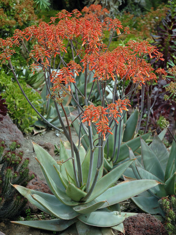 Aloe striata (Coral Aloe)