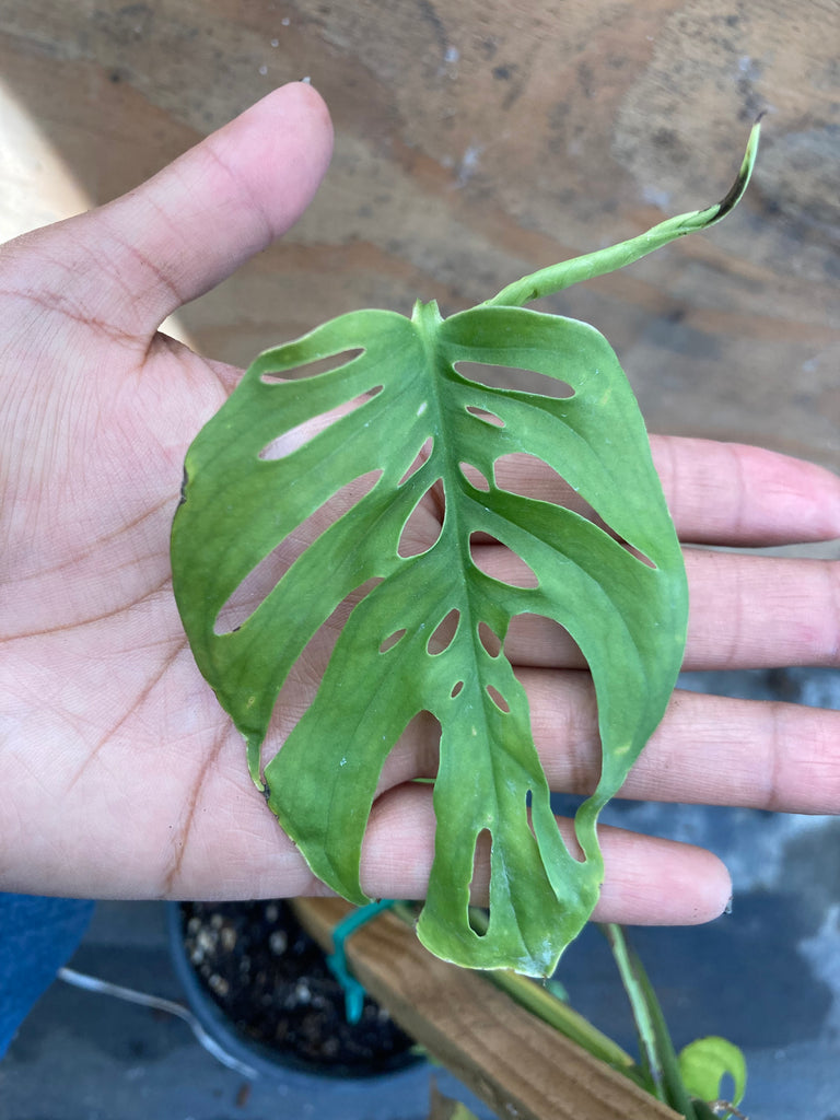 monstera adansonii swiss Monstera adansonii (Swiss Cheese Plant) – Ricardo's Nursery