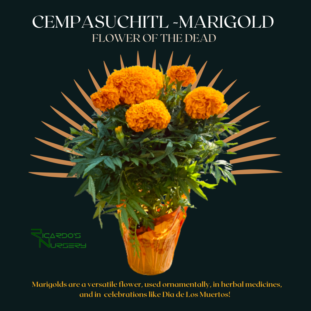 Marigolds - Cempazuchitl & Dia De Los Muertos