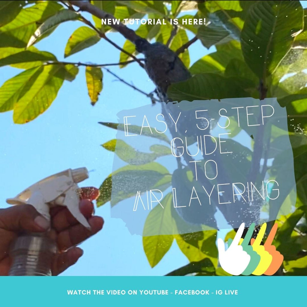 Air Layering Guide: Cloning Your Plants