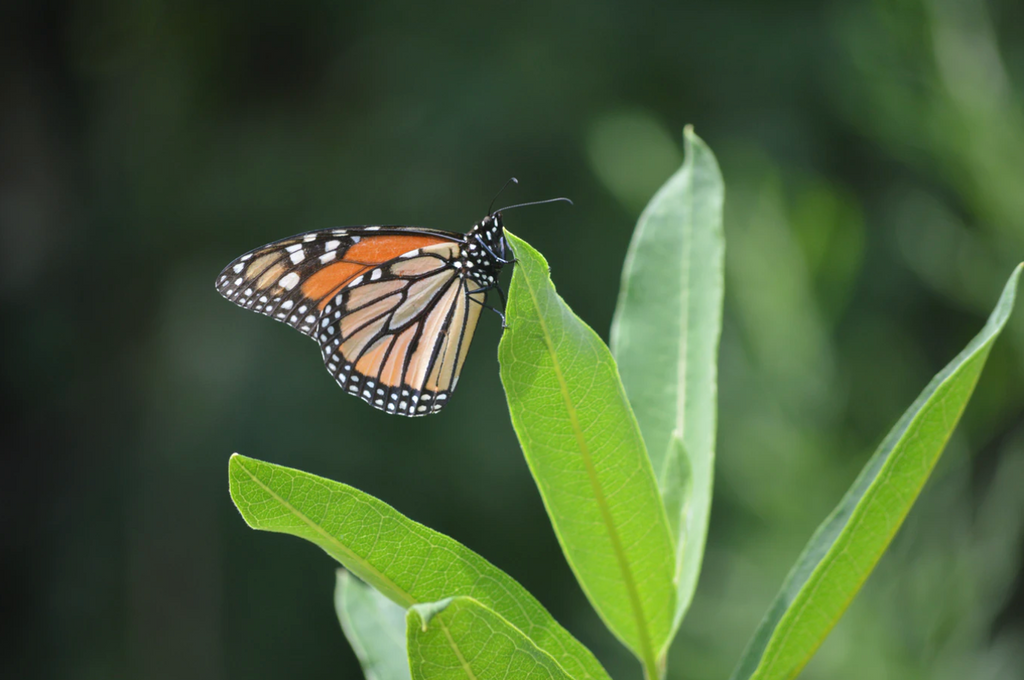 Milkweed and the Monarch - Creating the Ultimate Butterfly Habitat