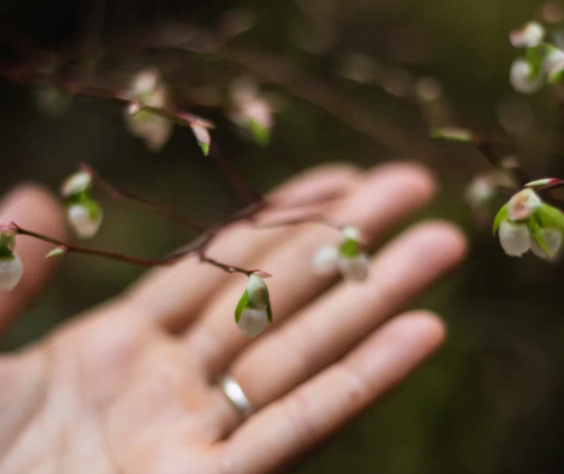 Hand Pollination Guide