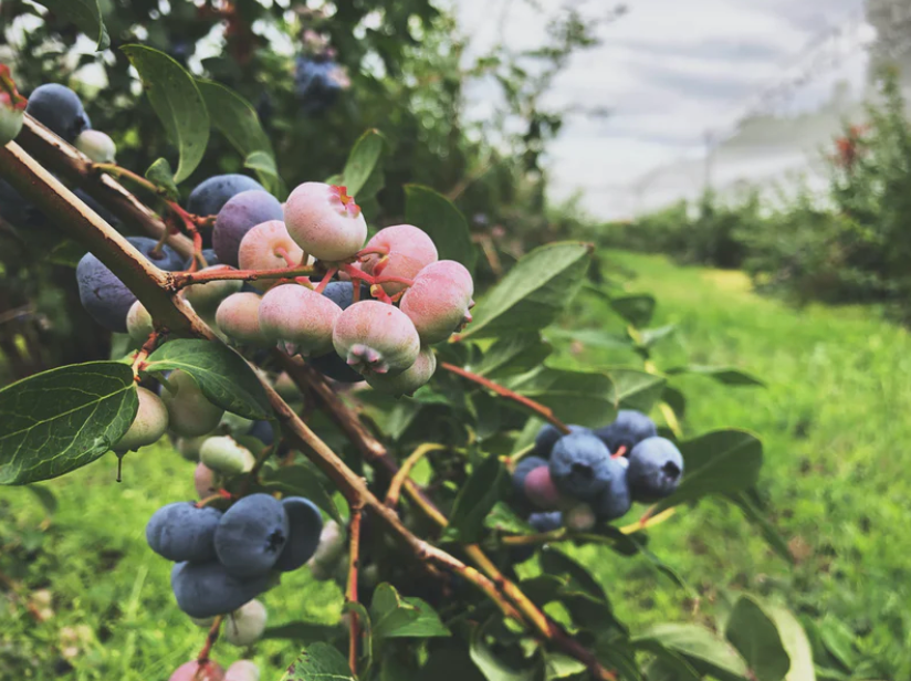 How to Pick the Perfect Fruit Tree