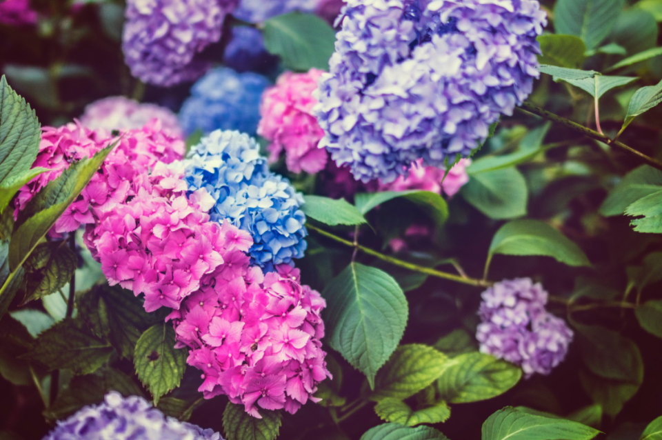 Science + Plants: How to Magically (& Naturally) Turn Hydrangeas from Pink to Blue 