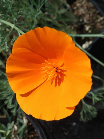 California Natives