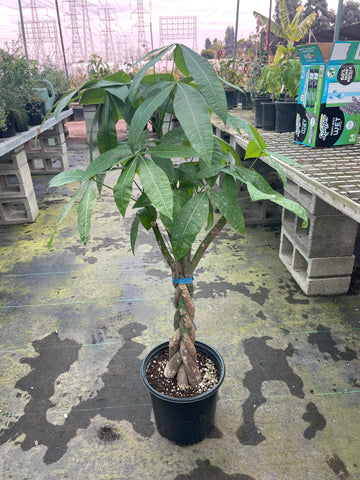 large money tree Pachira aquatica (Money Tree) – Ricardo's Nursery