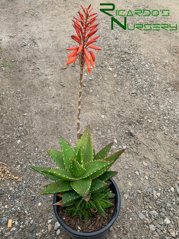 Aloe nobilis (Golden Toothed Aloe)