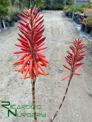colorful aloe vera plant Aloe nobilis (Golden Toothed Aloe) – Ricardo's Nursery