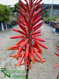 Aloe nobilis (Golden Toothed Aloe)