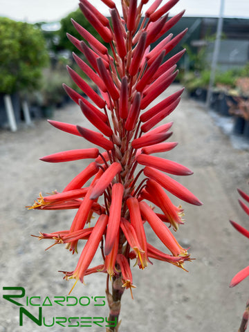 most expensive aloe vera plant Aloe nobilis (Golden Toothed Aloe) – Ricardo's Nursery