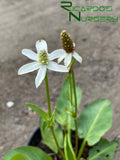 Anemopsis californica (Yerba Mansa)