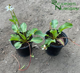 Anemopsis californica (Yerba Mansa)