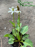 Anemopsis californica (Yerba Mansa)