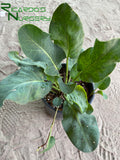 Anemopsis californica (Yerba Mansa)