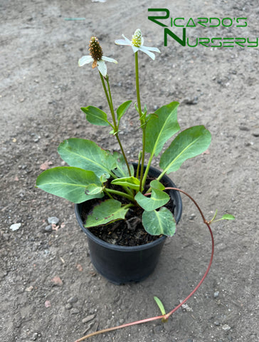 Anemopsis californica (Yerba Mansa)