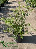 Arctostaphylos 'Austin Griffiths'  (Manzanita)