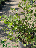 Arctostaphylos 'Austin Griffiths'  (Manzanita)