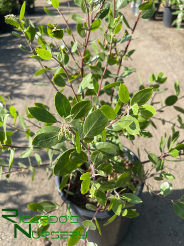 Arctostaphylos 'Austin Griffiths'  (Manzanita)