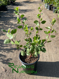 Arctostaphylos manzanita 'Dr. Hurd'    (Manzanita)