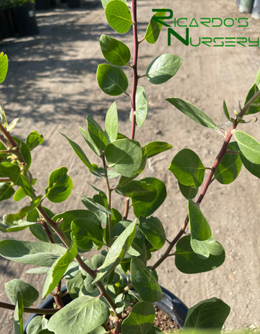 Arctostaphylos manzanita 'Dr. Hurd'    (Manzanita)