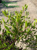 Arctostaphylos densiflora 'Howard McMinn'  (Manzanita)