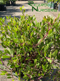 Arctostaphylos densiflora 'Howard McMinn'  (Manzanita)