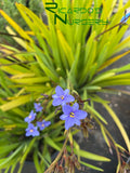 Aristea ecklonii  (Blue star)