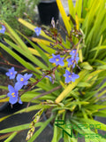 Aristea ecklonii  (Blue star)