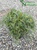 Artemisia californica 'Canyon Gray'  (Canyon Gray Sagebrush)