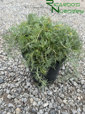 Artemisia californica 'Canyon Gray'  (Canyon Gray Sagebrush)