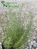 Artemisia californica  (California Sagebrush)