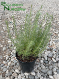 Artemisia californica  (California Sagebrush)